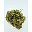 Fleurs d'Hortensia préservées vert naturel | Longueur ± 20 centimètres | Poids ± 50 grammes