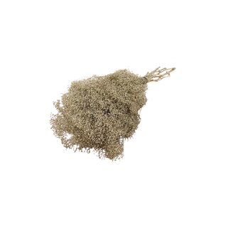 Casa Alegria Goudkleurig Gypsophila Mini droogbloemen | Lengte ± 50 centimeter | Gewicht 100 gram