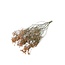 Oranje Gypsophila droogbloemen | Gedroogd Gipskruid | Lengte ± 65 centimeter | Per 5 takken