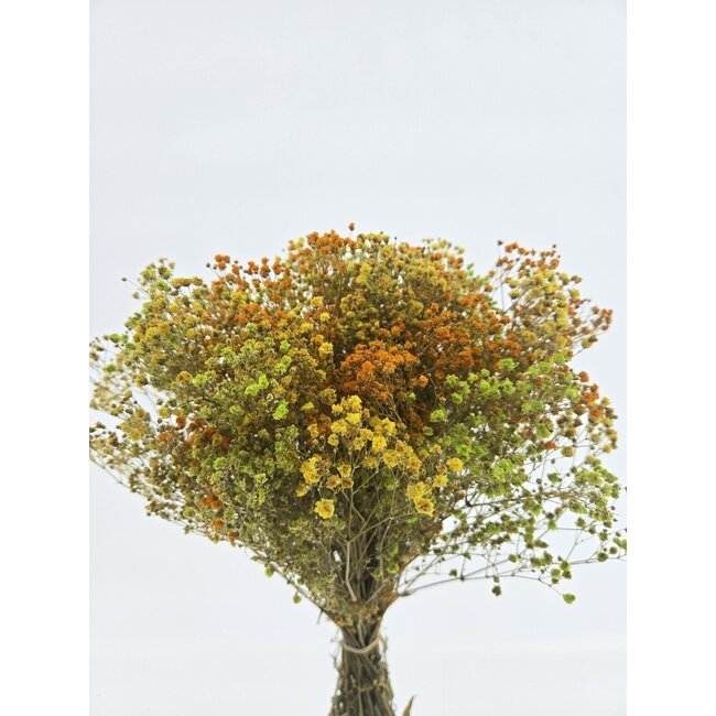 Gele Mix Gypsophila droogbloemen | Gepreserveerd Gipskruid | Lengte ± 65 centimeter | Per 100 gram