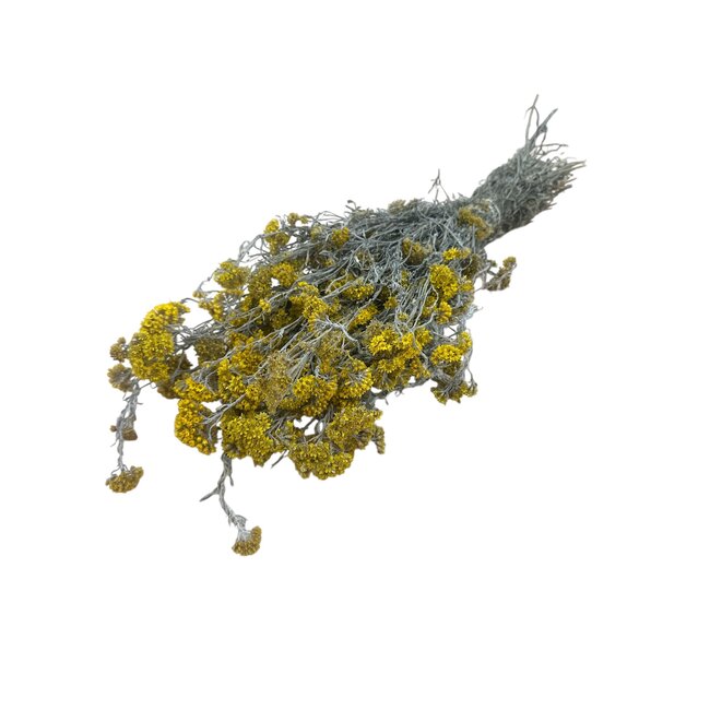 Naturel gele Sanfordii droogbloemen | Lengte ± 40 centimeter | Gewicht ± 100 gram