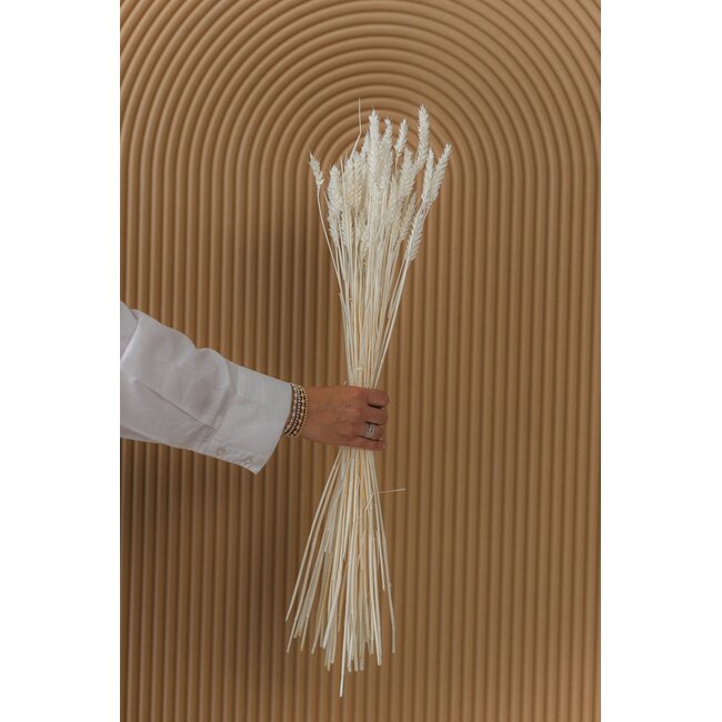 White bleached Triticum - Wheat dried flowers | Length ± 70 centimetres | Weight ± 175 grams
