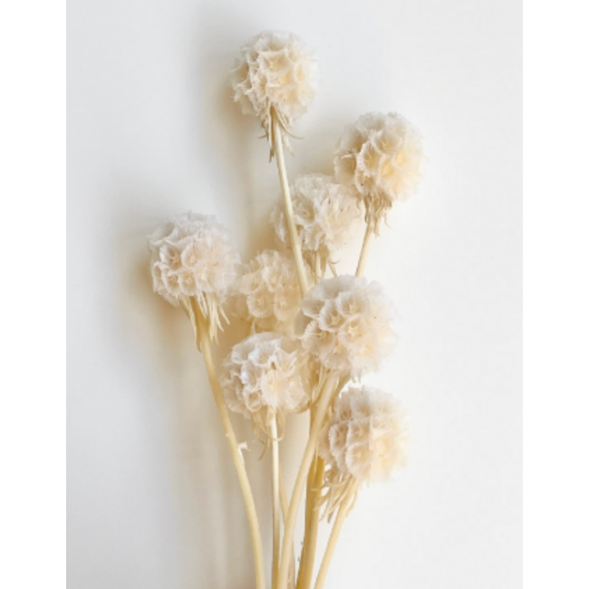 Wit gebleekte Escabiosa droogbloemen | Lengte ± 30 centimeter | Per 10 scabiosa's