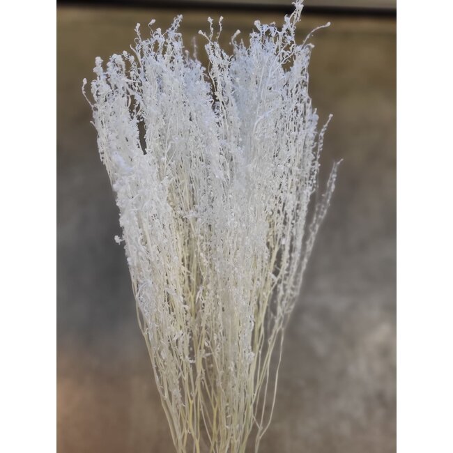 White bleached Lepidium dried flowers | Length ± 60 centimetres | Weight ± 75 grams