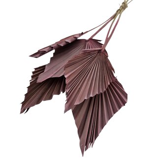 Dutch Dried Rosa getrocknete Palmenspeer | Länge ± 45 Zentimeter | Pro 5 Zweige