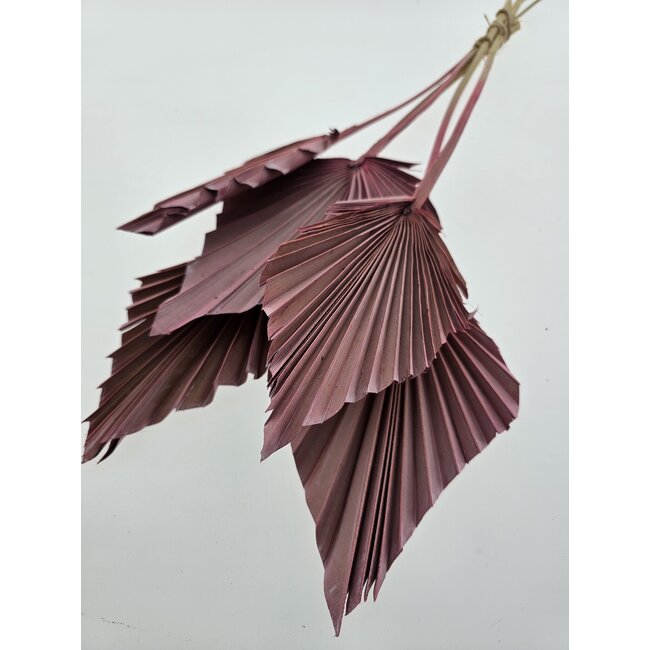 Pink Dried Palm Spear | Length ± 45 centimetres | Per 5 stems