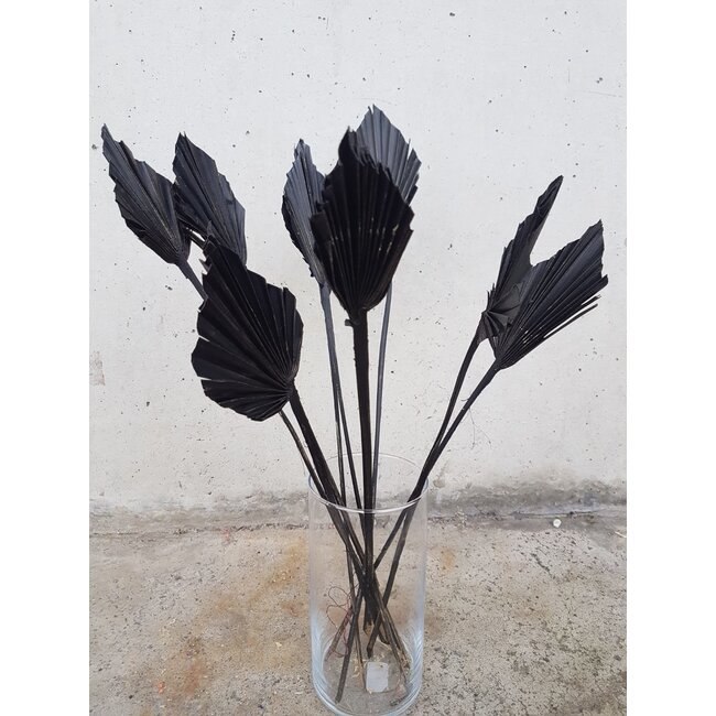 Schwarz getrockneter Palmenspeer | Länge ± 45 Zentimeter | Pro 5 Zweige