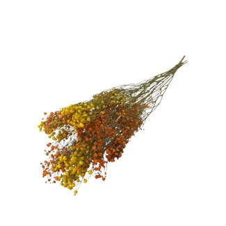 Dutch Dried Miami Mix Gypsophila Trockenblumen | Getrockneter Schleierkraut | Länge ± 65 Zentimeter | Pro 5 Zweige