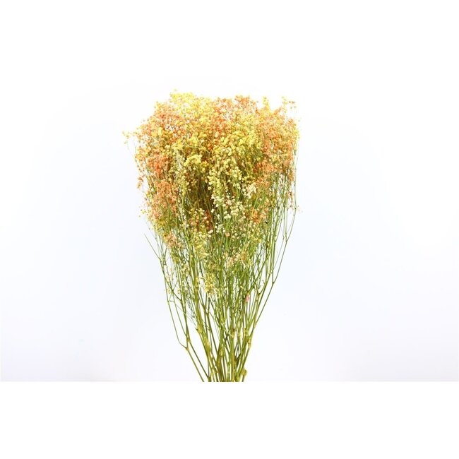 Miami Mix Gypsophila droogbloemen | Gedroogd Gipskruid | Lengte ± 65 centimeter | Per 5 takken