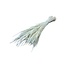 Phleum séchées blanchies | Longueur ± 60 centimètres | Poids ± 100 grammes