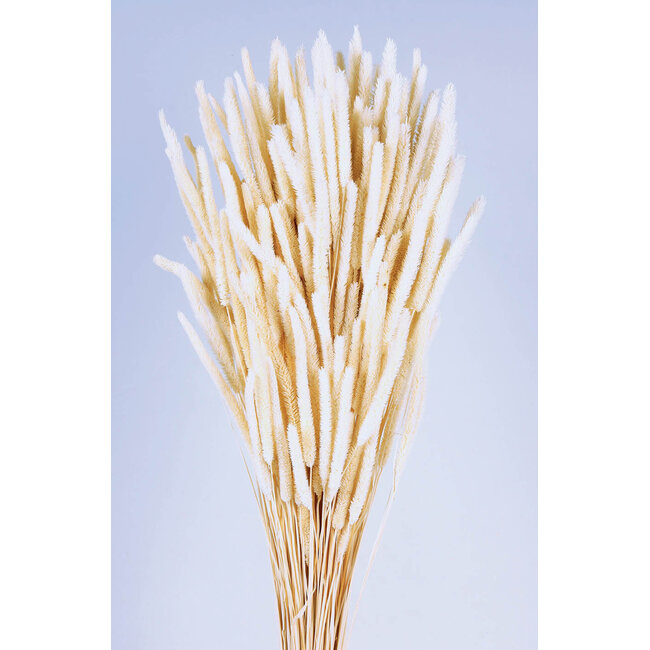 Wit gebleekte Phleum droogbloemen | Lengte ± 60 centimeter | Gewicht ± 100 gram