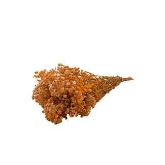 Dutch Dried Orange Gypsophila dried flowers | Preserved Baby's Breath | Length ± 65 centimetres | Per 100 grams