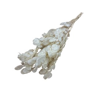 Casa Alegria White bleached Lunaria dried flowers | Length ± 65 centimetres | Weight ± 50 grams