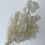 Wit gebleekte Lunaria droogbloemen | Lengte ± 65 centimeter | Gewicht ± 50 gram