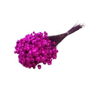 Casa Alegria Cherry-coloured Glixia dried flowers | Length ± 50 centimetres | Weight ± 50 grams
