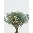 Blauwe Mix Gypsophila droogbloemen | Gepreserveerd Gipskruid | Lengte ± 65 centimeter | Per 100 gram