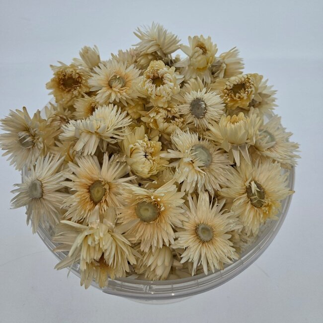Têtes d'Hélichrysum blanc - Immortelles | Dans un seau refermable | Poids ± 100 grammes