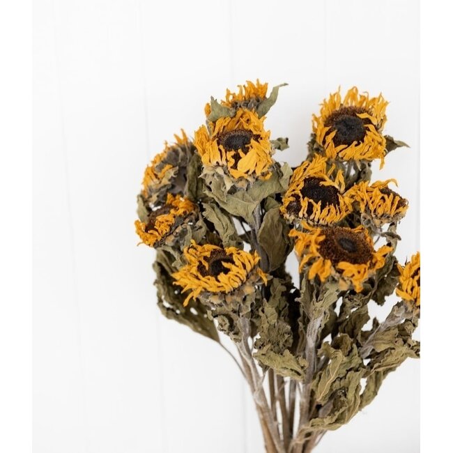 Natural Yellow French Sunflowers Dried Flowers | Length ± 60 centimetres | Per 10 flowers