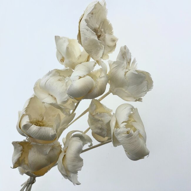 Wit gebleekte Palm Cup droogbloemen | Lengte ± 40 centimeter | Per 10 takken