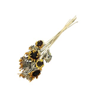 Dutch Dried Natural Yellow Baby Sunflowers Dried Flowers | Length ± 65 centimetres | Per 10 stems