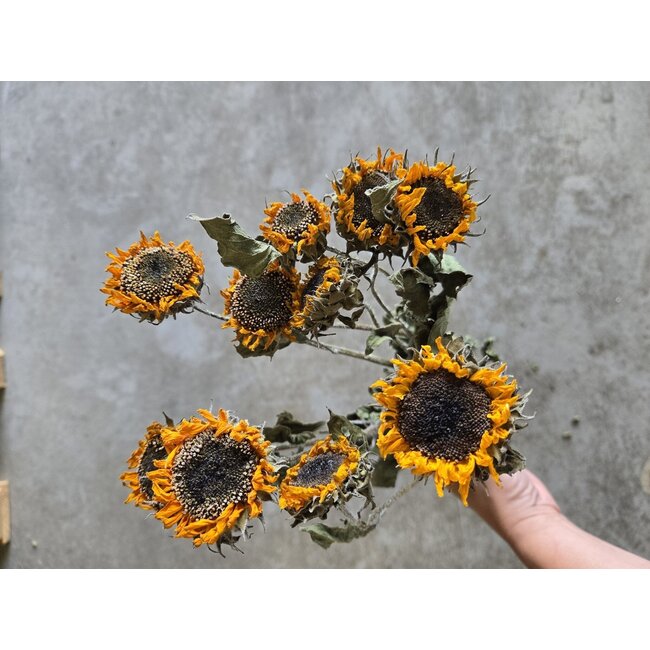 Natürliche gelbe Baby-Sonnenblumen Trockenblumen | Länge ± 65 Zentimeter | Pro 10 Stiele