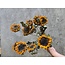 Natürliche gelbe Baby-Sonnenblumen Trockenblumen | Länge ± 65 Zentimeter | Pro 10 Stiele