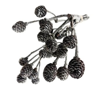 Dutch Dried Fleurs séchées Muirii grises | Longueur ± 20 centimètres | Poids ± 50 grammes