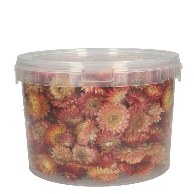 Köpfe Rosa Helichrysum - Strohblumen | In wiederverschließbarem Eimer | Gewicht ± 100 Gramm