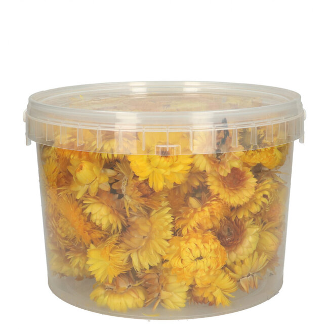 Köpfe Gelbes Helichrysum - Strohblumen | In wiederverschließbarem Eimer | Gewicht ± 100 Gramm