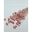 Fleurs séchées Lonas Annua blanchies rose | Longueur ± 50 centimètres | Poids ± 100 grammes