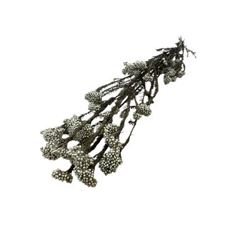 Casa Alegria Wit gepreserveerd  Rice Flowers | Lengte ± 70 centimeter | Gewicht ± 100 gram