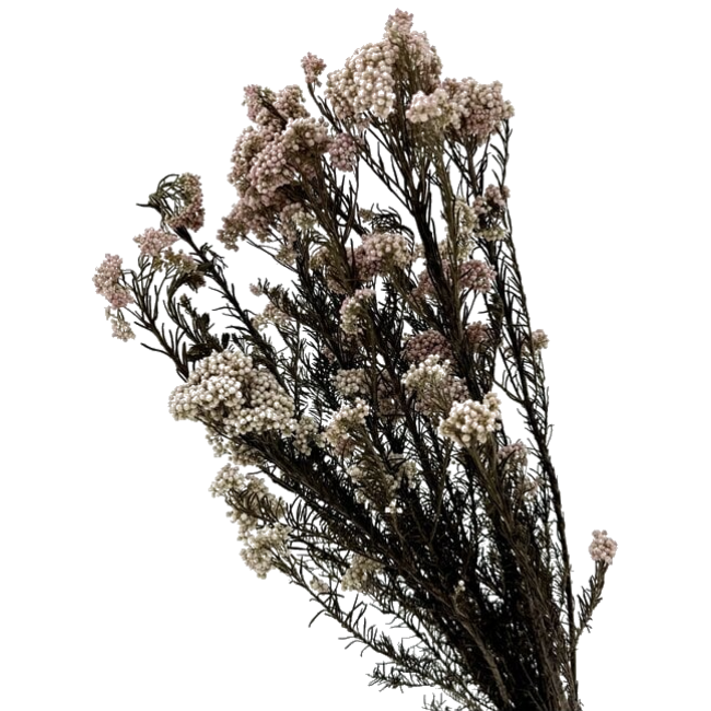 Wit gepreserveerd  Rice Flowers | Lengte ± 70 centimeter | Gewicht ± 100 gram