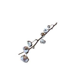 Dutch Dried Natural cotton branches | 6 - 7 white cotton balls per branch | ± Length 55 centimetres