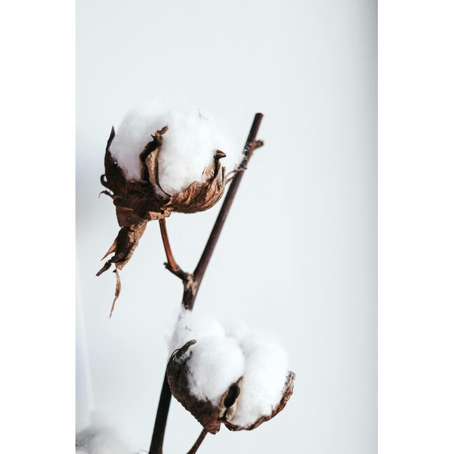 Natural cotton branches | 6 - 7 white cotton balls per branch | ± Length 55 centimetres