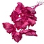 Fuchsia rose Palm Cup fleurs séchées | Longueur ± 55 centimètres | Par 10 branches