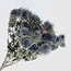 Natural blue Eryngium Magnum Blue dried flowers | Length ± 70 centimetres | Weight ± 150 grams