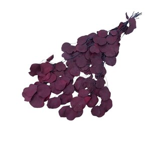 Casa Alegria Rode Eucalyptus Populus | Gepreserveerd | Lengte ± 60 centimeter | Gewicht ± 150 gram