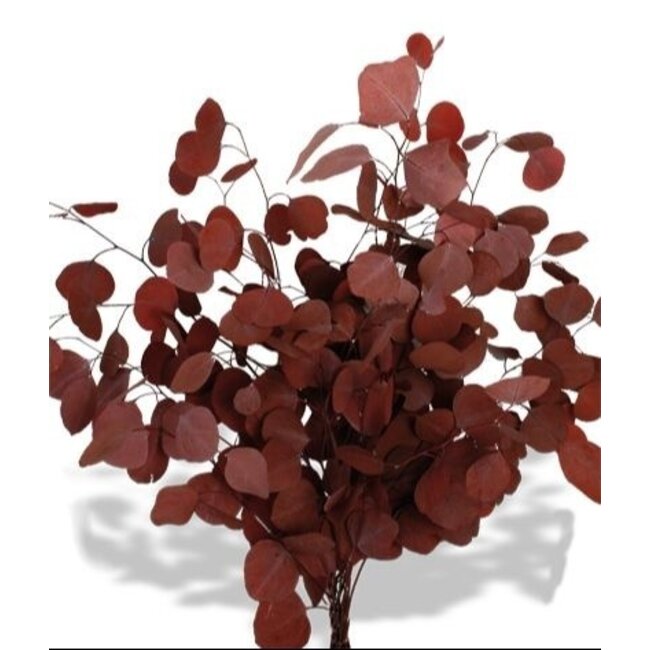 Red Eucalyptus Populus | Preserved |  | Length ± 60 centimetres | Weight ± 150 grams