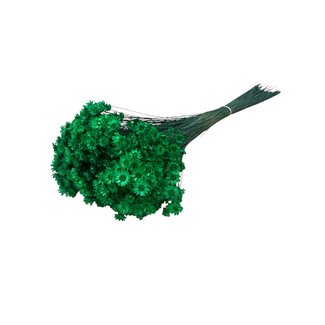 Casa Alegria Intensely green Glixia dried flowers | Length ± 50 centimetres | Weight ± 50 grams