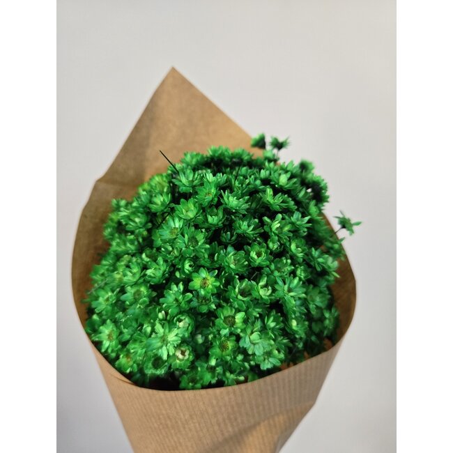 Intensiv grüne Glixia Trockenblumen | Länge ± 50 Zentimeter | Gewicht ± 50 Gramm