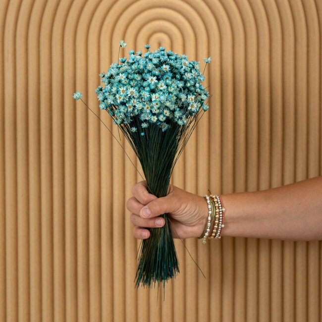 Aquablauwe Glixia droogbloemen | Lengte ± 50 centimeter | Gewicht ± 50 gram