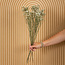 White Limonium Diamond dried flowers | Length ± 70 centimetres | Weight ± 100 grams