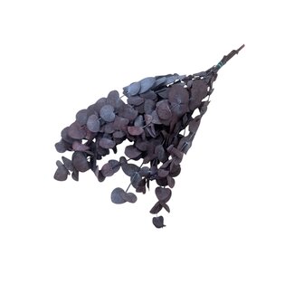 Casa Alegria Rode Eucalyptus Espiral | Gepreserveerd | Lengte ± 50 centimeter | Gewicht ± 150 gram