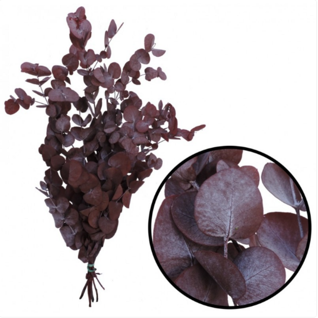 Rode Eucalyptus Espiral | Gepreserveerd | Lengte ± 50 centimeter | Gewicht ± 150 gram