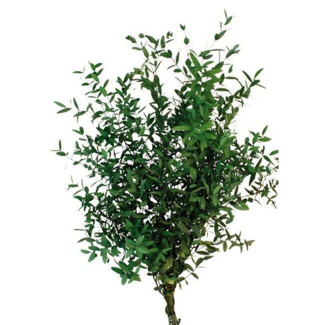 Natural Green Eucalyptus Parvifolia | Preserved |  | Length ± 60 centimetres | Weight ± 150 grams