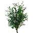 Naturel groene Eucalyptus Parvifolia | Gepreserveerd | Lengte ± 60 centimeter | Gewicht ± 150 gram