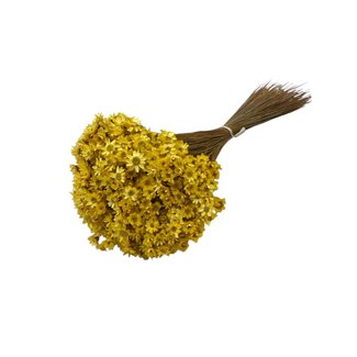 Casa Alegria Yellow Glixia dried flowers | Length ± 50 centimetres | Weight ± 50 grams