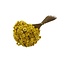 Yellow Glixia dried flowers | Length ± 50 centimetres | Weight ± 50 grams