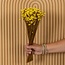 Yellow Glixia dried flowers | Length ± 50 centimetres | Weight ± 50 grams