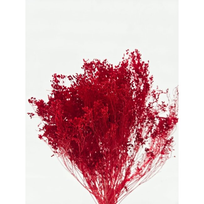 Dark Red Broom Bloom Dried Flowers | Length ± 45 centimetres | Weight 100 grams